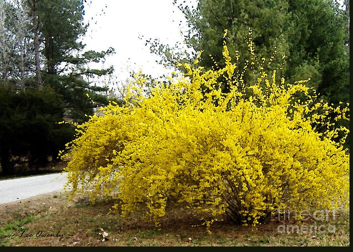 Forsythia Greeting Card featuring the photograph Forsythia by Lee Owenby