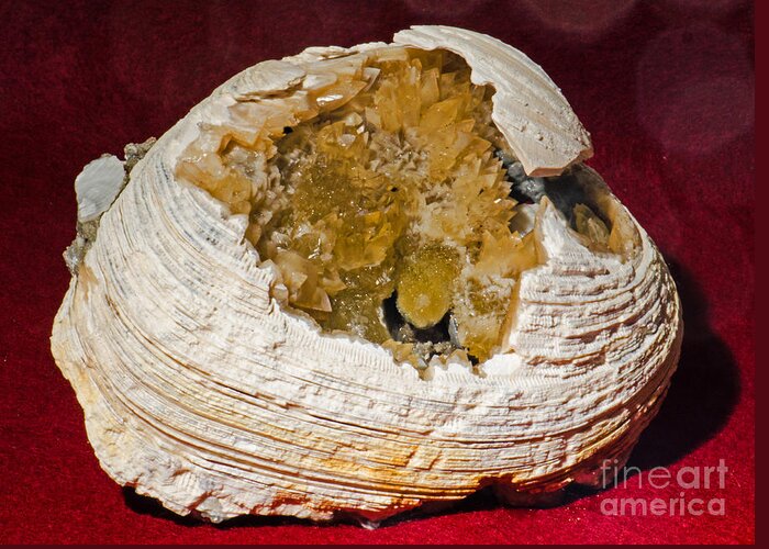 Nature Greeting Card featuring the photograph Fossil Clam With Calcite Crystals by Millard H. Sharp