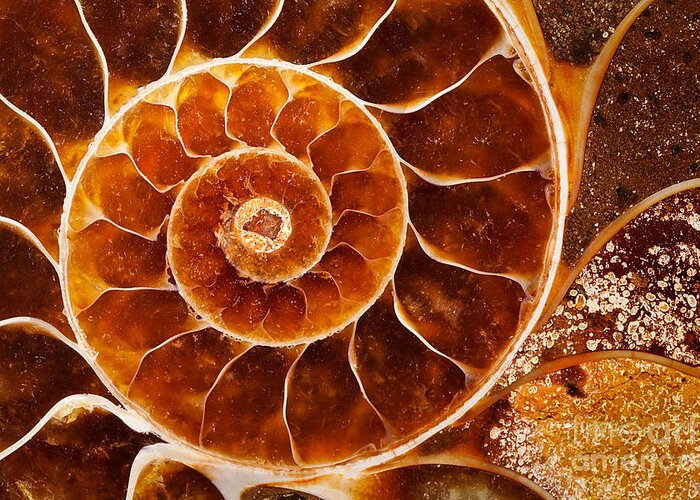 Shell Greeting Card featuring the photograph Fossil Nautilus by Alice Cahill