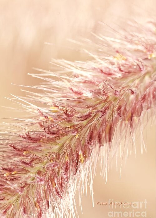 Close-up Greeting Card featuring the photograph Fountain Grass Blooms  #2 by Richard J Thompson 