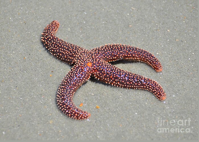 Starfish Greeting Card featuring the photograph Four Legged Starfish by Kathy Baccari