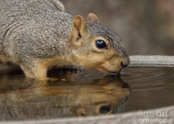 Squirrel Greeting Card featuring the photograph Fox Squirrel by Lori Tordsen