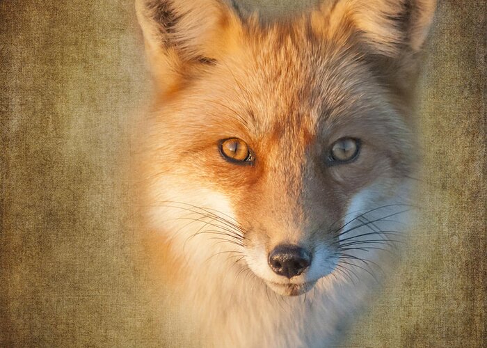 Fox Greeting Card featuring the photograph Foxy by Cathy Kovarik