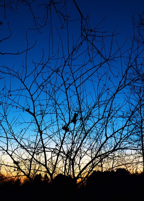Tree Greeting Card featuring the photograph Fractured Sunset by Gary Mosman