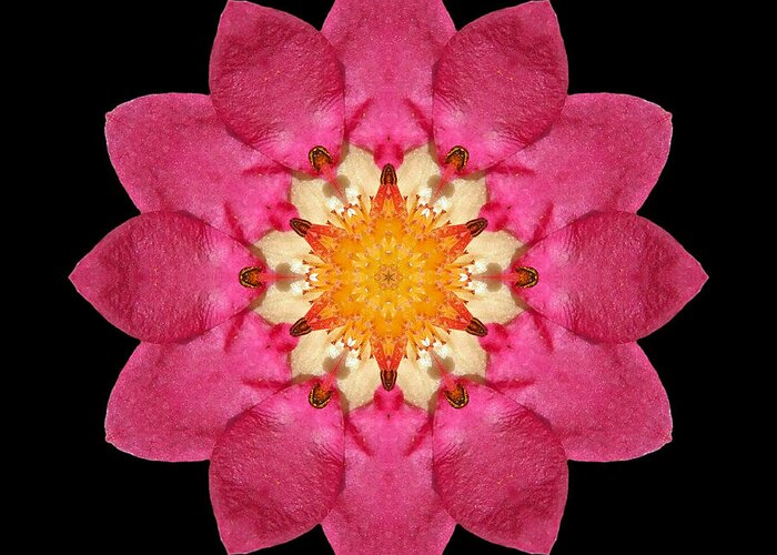 Flower Greeting Card featuring the photograph Fragaria Flower Mandala by David J Bookbinder
