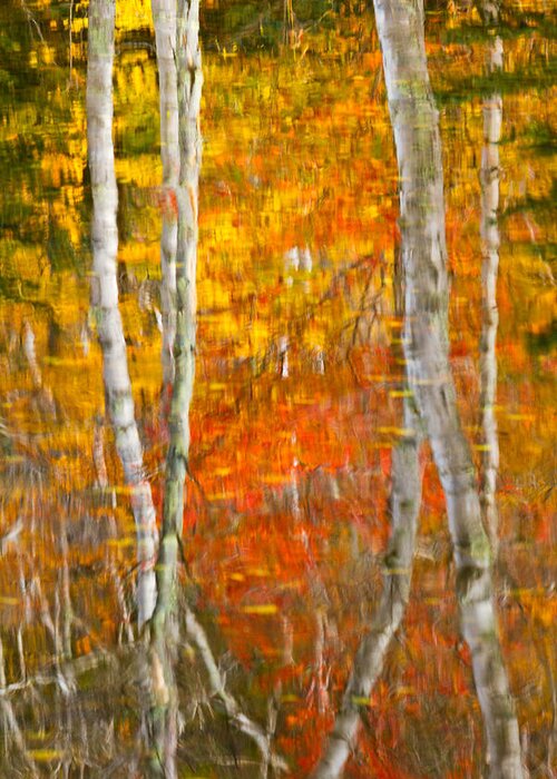 Abstract Greeting Card featuring the photograph Framed Fire Birches And Foliage Reflection by Jeff Sinon