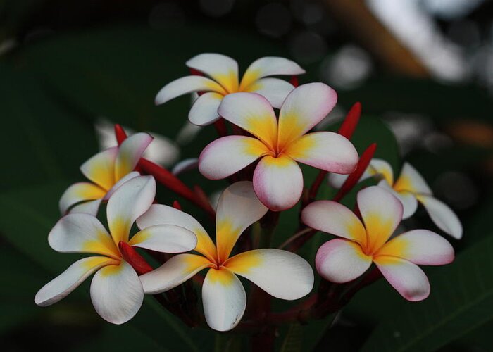 Frangipani Greeting Card featuring the photograph Frangipani Bouquet by Keith Hawley
