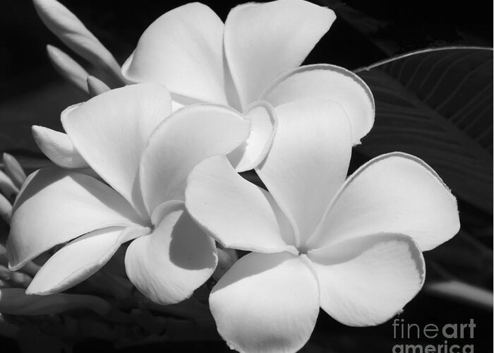Art Greeting Card featuring the photograph Frangipani in Black and White by Sabrina L Ryan