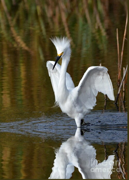 Egrets Greeting Card featuring the photograph Frazzled by Kathy Baccari