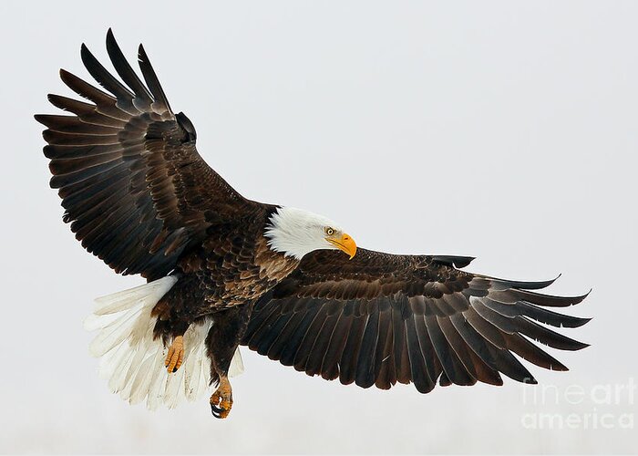 Eagles Greeting Card featuring the photograph Free Fallin by Bill Singleton