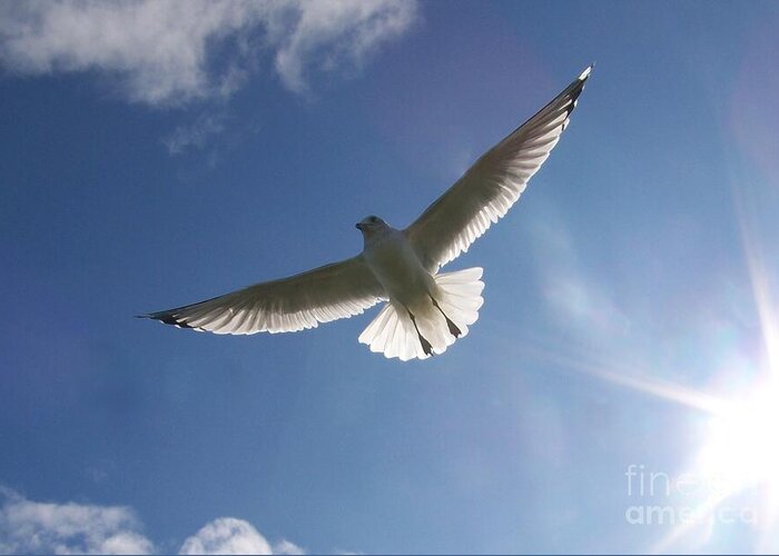 Seagull Greeting Card featuring the photograph Freedom Flight by Jackie Mueller-Jones