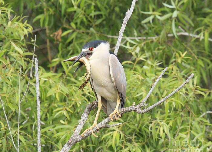 Black Crowned Night Heron Greeting Card featuring the photograph Fresh Fish Snack by Adam Jewell