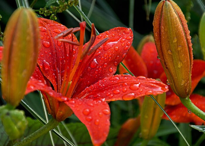 Olbrich Botanical Gardens Greeting Card featuring the photograph Fresh from the Rain by Theo O Connor