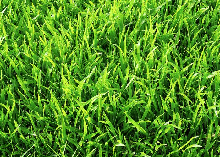 Empty Greeting Card featuring the photograph Fresh Green Grass by Primeimages