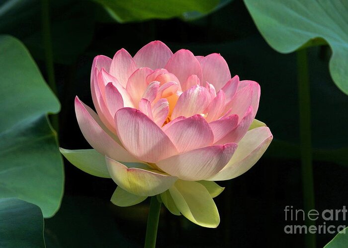 Fresh Bloom Lotus Flower Greeting Card featuring the photograph Fresh Lotus Bloom by Byron Varvarigos