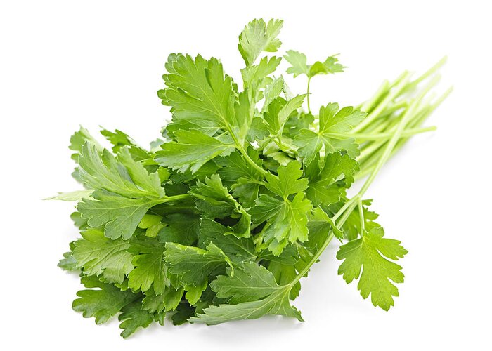 Parsley Greeting Card featuring the photograph Fresh parsley by Elena Elisseeva