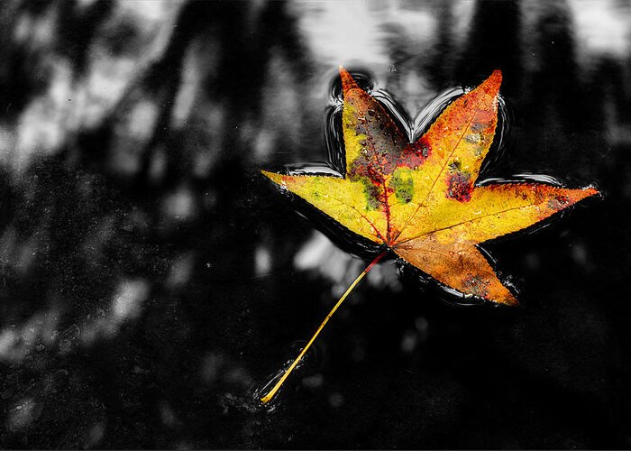 Floating Leaf Greeting Card featuring the photograph Fresh Season by Michael Eingle