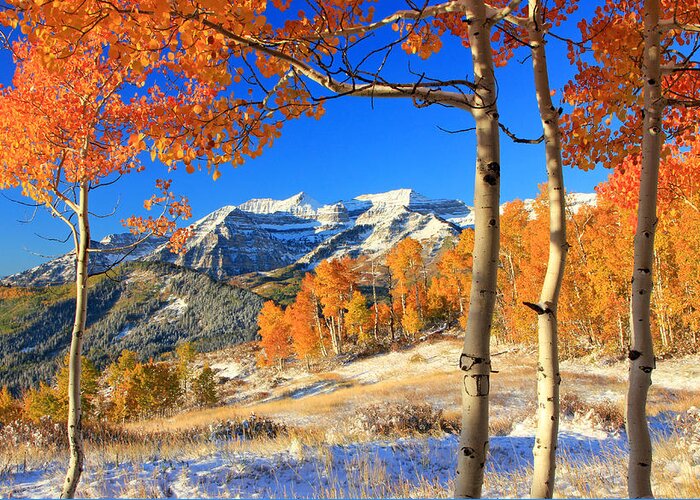 Aspens Greeting Card featuring the photograph Fresh snow in the aspens. by Wasatch Light