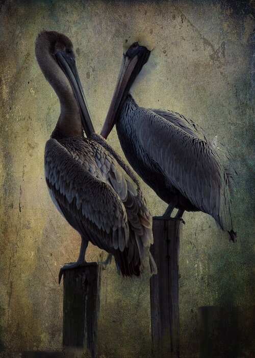 Pelicans Greeting Card featuring the photograph Friends by Don Schiffner