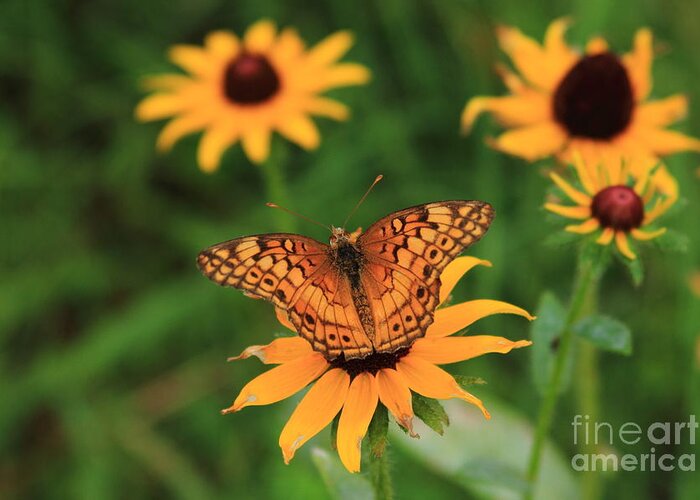Best Black-eyed Susan Greeting Card featuring the photograph Friends by Reid Callaway