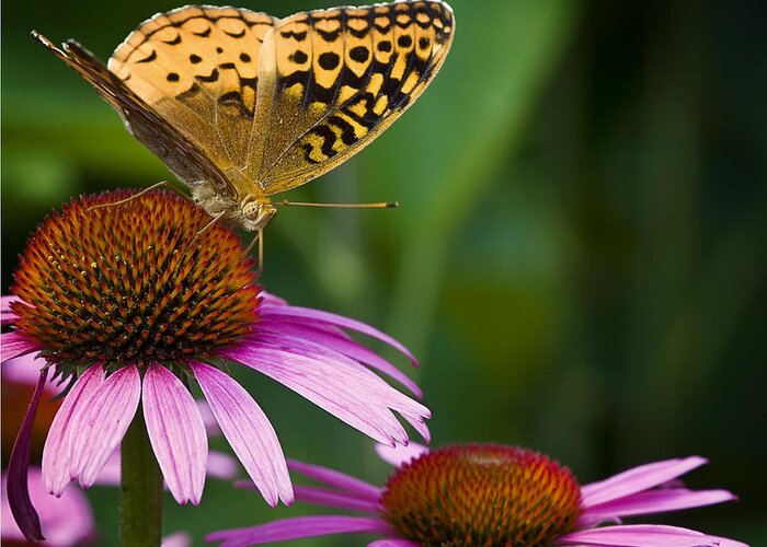 Butterfly Greeting Card featuring the photograph Fritellary on Cone Flower by Michael Dougherty