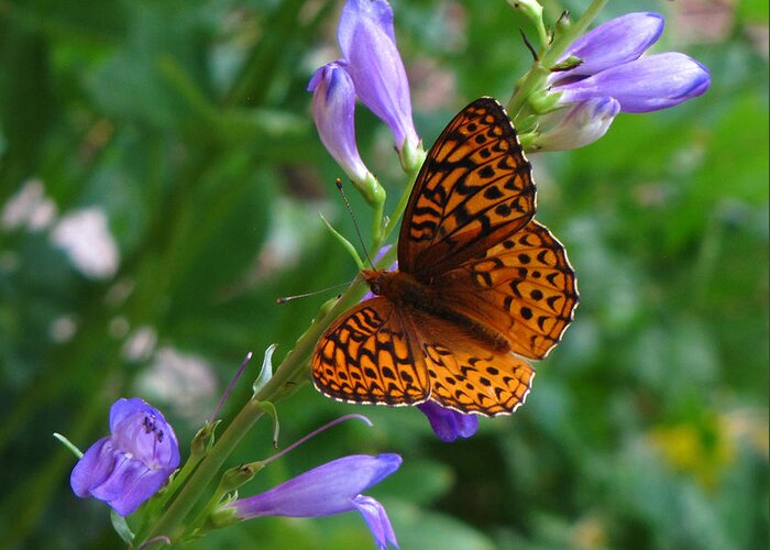 Butterfly Greeting Card featuring the photograph Fritillary Butterfly by Carol Milisen
