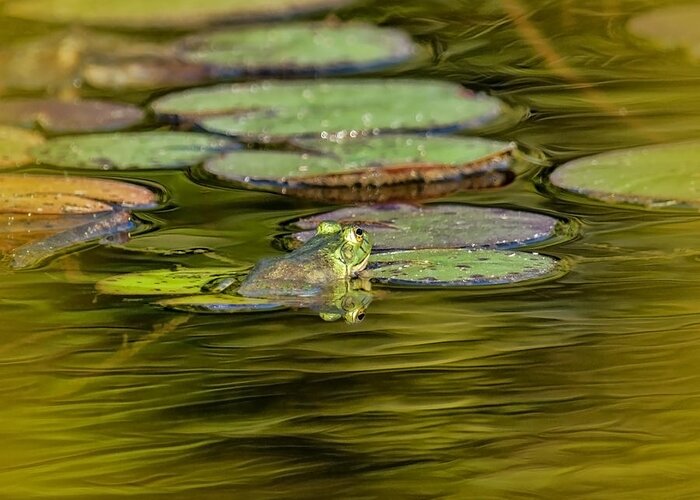 Frog Greeting Card featuring the photograph Frog and Lily Pad by Cathy Kovarik