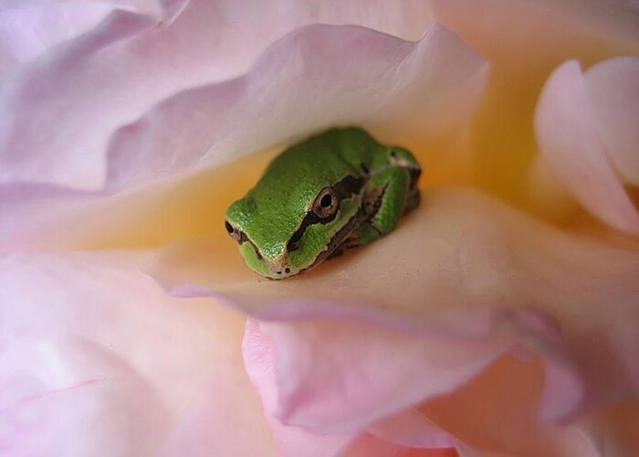 Chorus Frog Greeting Card featuring the photograph Frog and Rose photo 2 by Cheryl Hoyle