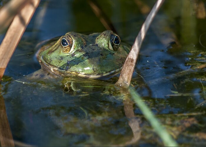 Amphibian Greeting Card featuring the photograph Frog Eyes by Cathy Kovarik