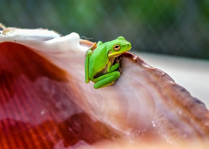 Green Greeting Card featuring the photograph Frog In A Cockle by Rob Sellers