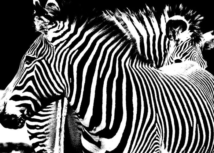 Zebras Greeting Card featuring the photograph Front To End by Jeremiah John McBride