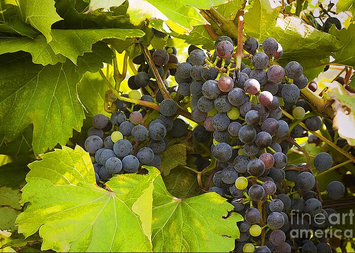 #vineyard Greeting Card featuring the photograph Frontenac Grapes by Jan Tyler