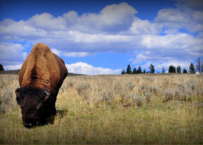 American Greeting Card featuring the photograph Frontview of American Bison by Lisa Holland-Gillem