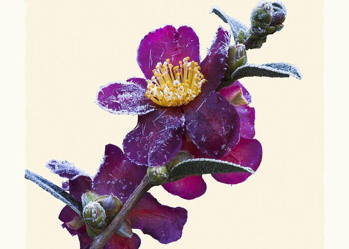 Frost Greeting Card featuring the photograph Frost on Camellia sasanqua 'Yuletide' by Saxon Holt