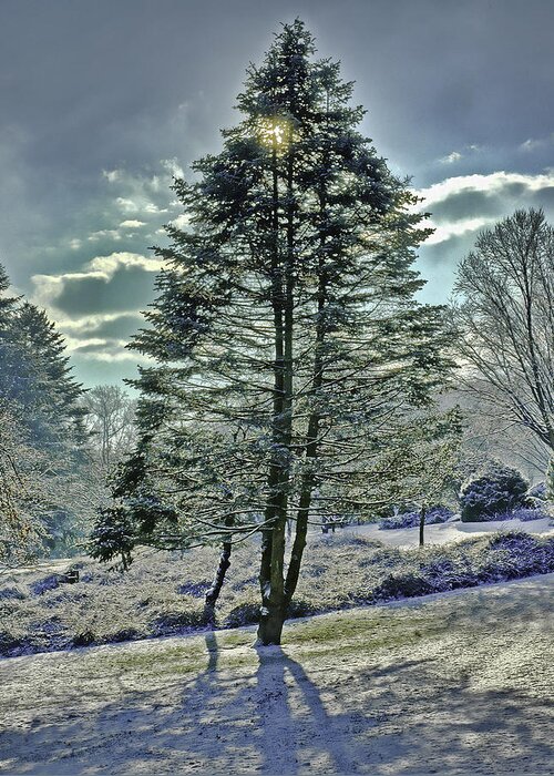 Tree Greeting Card featuring the photograph Frost on Pine Tree by Gary Slawsky