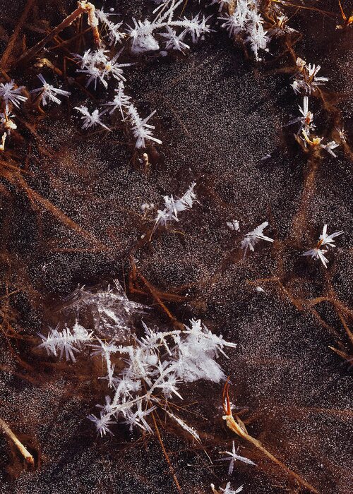 Nature Photography Greeting Card featuring the photograph Frost Plumes by Tom Daniel