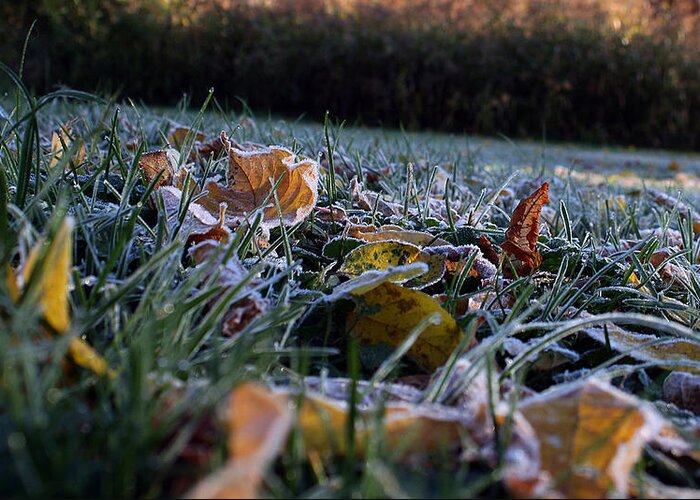 Leaf Greeting Card featuring the photograph Frosty Autumn Morning by Ellen Tully