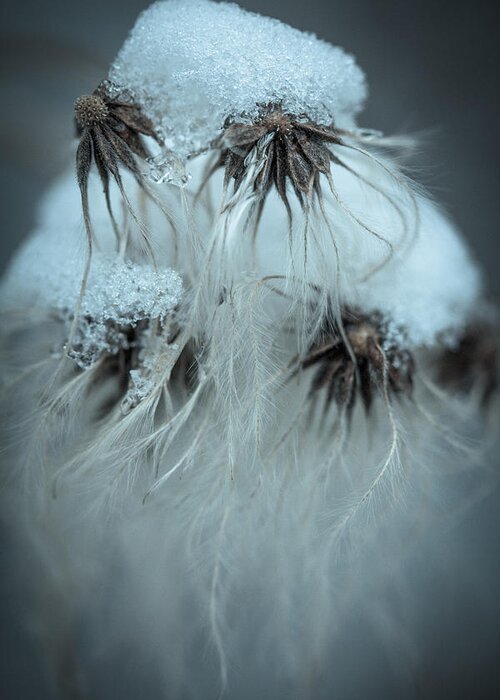 Macro Greeting Card featuring the photograph Frosty Dreams by Shane Holsclaw