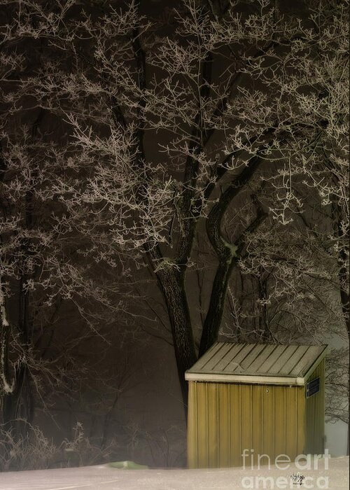 Tree Greeting Card featuring the photograph Frosty Foggy Night by Lois Bryan