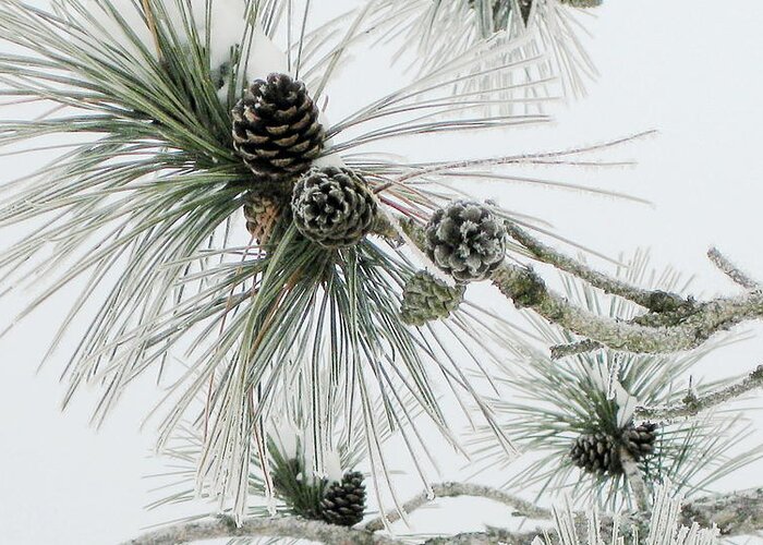 Pine Cones Greeting Card featuring the photograph Frosty Pine Cones by Dr Carolyn Reinhart