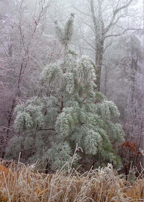 Frosted Pine Greeting Card featuring the photograph Frosty Pine by Michael Eingle