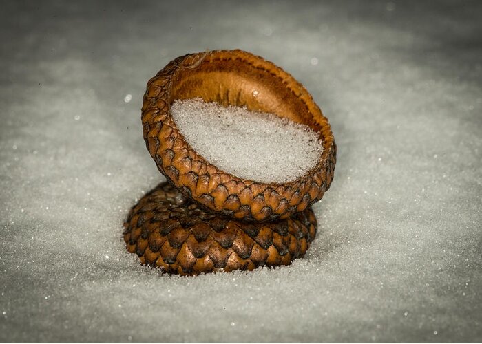 Nature Photograph Greeting Card featuring the photograph Frozen Acorn Cupule by Paul Freidlund