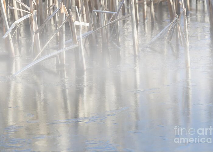 Reeds Greeting Card featuring the photograph Frozen by David Hollingworth
