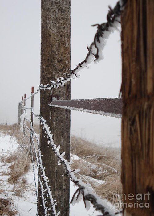Farm Greeting Card featuring the photograph Frozen Fence line by J L Zarek