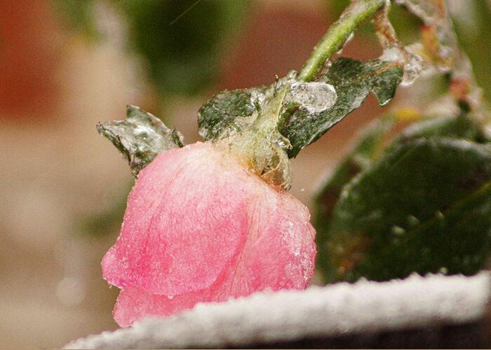 Rose Greeting Card featuring the photograph Frozen in time by Kathy Churchman