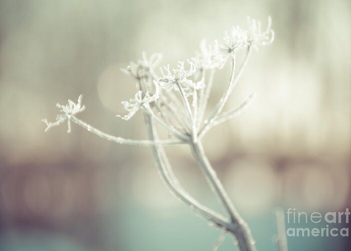 Queen Anne's Lace Greeting Card featuring the photograph Frozen Lace by Cheryl Baxter