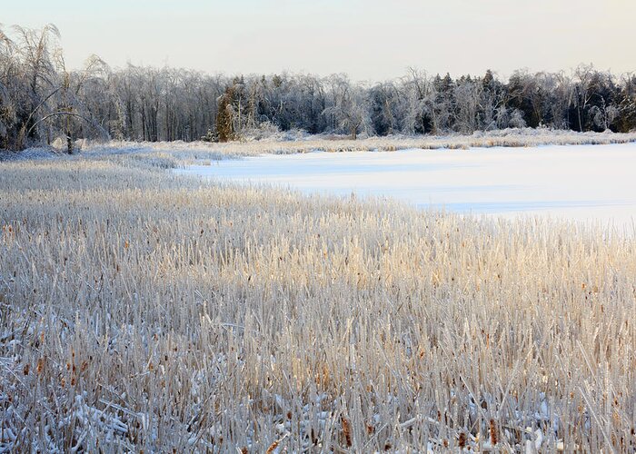 Rushes Greeting Card featuring the photograph Frozen Lake And Ice Coated Trees And by Louise Heusinkveld