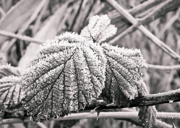 Winter Greeting Card featuring the photograph Frozen leave by Yvon van der Wijk