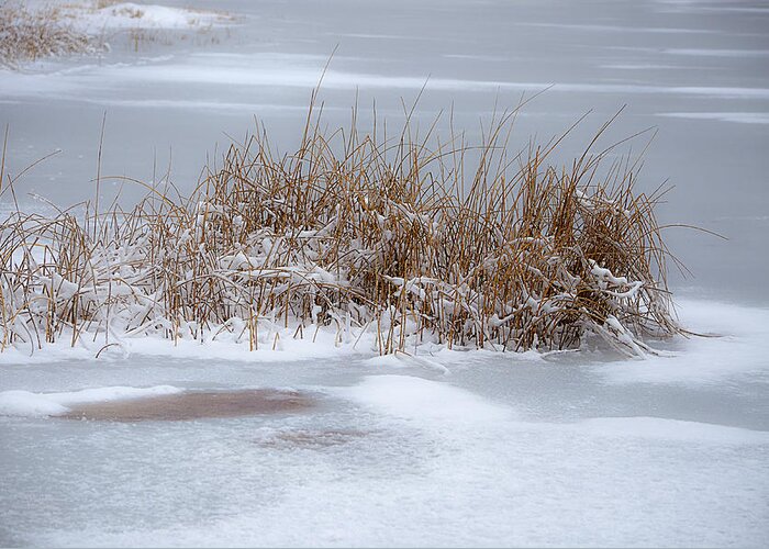 Snow Scene Greeting Card featuring the photograph Frozen Reeds by Julie Palencia