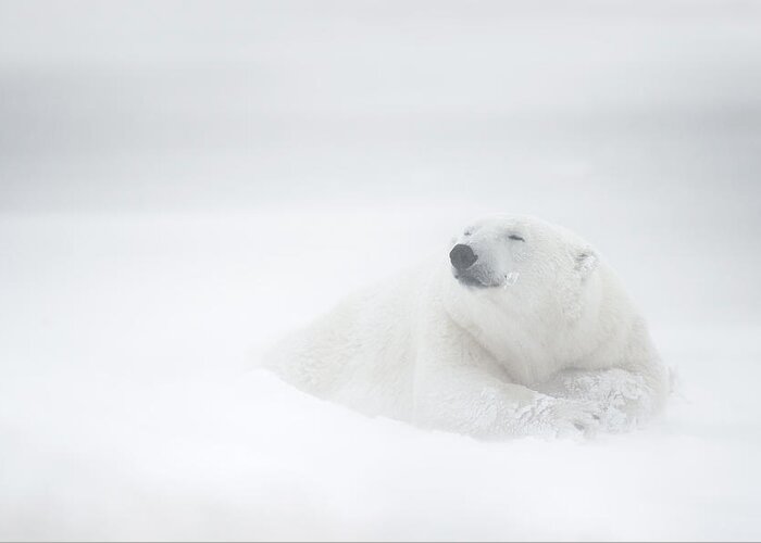 Polar-bear Greeting Card featuring the photograph Frozen Thoughts by Marco Pozzi